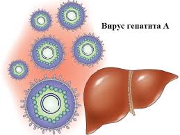 Меры профилактики вирусного гепатита А